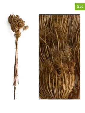 3-delige set: droogbloemenboeketten "Ammi majus" bruin - (H)54 cm